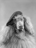 Poodle Dog Wearing a French Beret With Long Curly Hair
