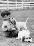 Little Boy Sitting in Grass With One Setter Puppy Licking Face and Another Lying in Grass