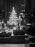 Christmas Tree in Front of Rockefeller Centre at Night  New York City