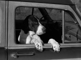 Dog in Car