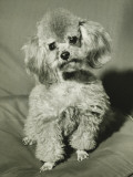 Miniature Poodle Sitting on Chair