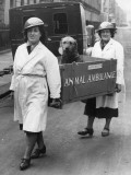 Animal Ambulance