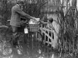 Delivering Groceries
