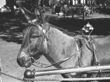 Mule Standing in Street