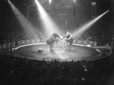 Circus Elephants