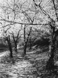 Blooming Trees 