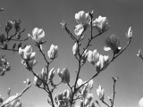 Blooming Magnolia