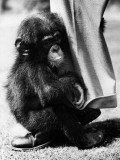 Baby Chimpanzee