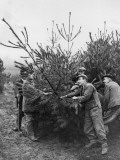 Trees For Xmas