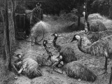 Emu Shower