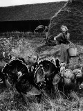Turkey Farm
