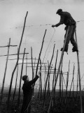 Preparing Hops
