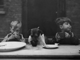 Dog's Dinner