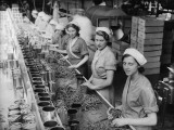Canning Beans