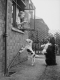 Dogs Begging
