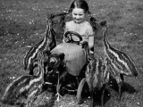 Baby Emus