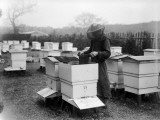 Beekeeping