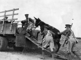 Army Donkeys