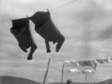 Laundry Day