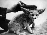 Fox Brush