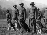 Army Dogs