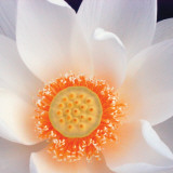 Lotus I