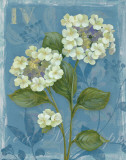 Lace Hydrangea