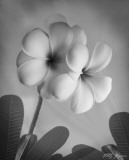 Plumeria I