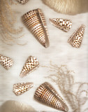 Nautical Illuminations No4