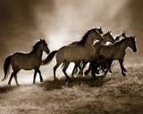 Wild Horses