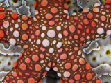 Partial View of Colorful Sea Star Over a Sea Cucumber  Raja Ampat  Indonesia