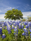 Texas Bluebonnets and Oak Tree  Texas  USA
