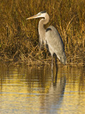 Great Blue Heron Standing in Salt Marsh on the Laguna Madre at South Padre Island  Texas  USA