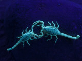 Two Scorpions Under Blacklight  Maverick County  Texas  USA