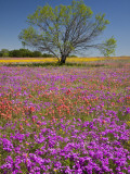 Spring Mesquite Trees Growing in Wildflowers  Texas  USA