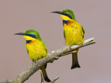 Two Little Bee-Eater Birds on Limb  Kenya