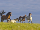 Wild Horses Running  Theodore Roosevelt National Park  North Dakota  USA