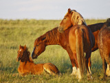 Feral Horse in the High Sagebrush Country East of Cody  Wyoming  USA