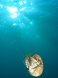 Chambered Nautilus Swimming Near Gnemelis Dropoff  Palau  Micronesia