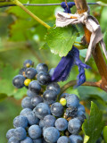 Vineyard Operated By Dynasty Winery Near Jixian  Tianjin Province  China