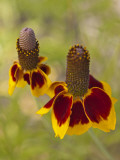 Prairie Coneflowers  Montana  USA