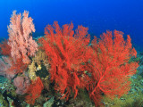 Brilliant Red Sea Fans  Komba Island  Flores Sea  Indonesia