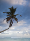 Bavaro Beach Palms at Dawn  Bavaro  Punta Cana Region  Dominican Republic