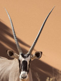 Close-Up of Oryx  Namib-Naukluft Park  Namibia  Africa