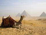 Lone Camel Gazes Across the Giza Plateau Outside Cairo  Egypt