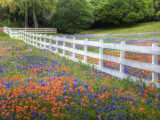 Texas Bluebonnets and Paintbrush Along White Fence Line  Texas  USA