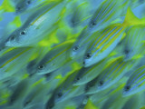 Abstract Close-Up of Snapper Fish  Raja Ampat  Papua  Indonesia