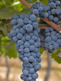 Close Up of Cabernet Sauvignon Grapes  Haras De Pirque Winery  Pirque  Maipo Valley  Chile