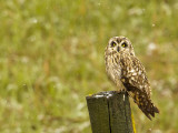Short Eared Owl in Spring Snowfall at Nineopie Wma  Montana  USA