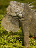 Green Iguana  Guayaquil  Seminario Park  Ecuador